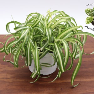 Bonnie Curly Spider Plant  -6'' from Tropical Ambiance