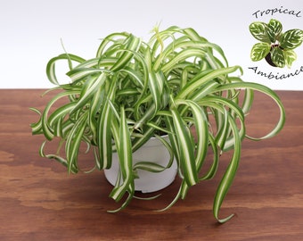 Bonnie Curly Spider Plant  -6'' from Tropical Ambiance