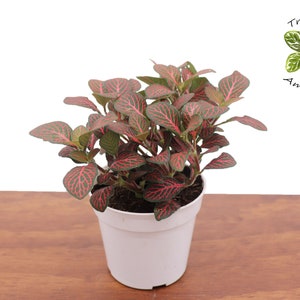 Red Nerve Fittonia -4&quot; from Tropical Ambiance