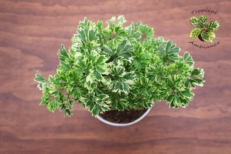 Variegated Ming Aralia Parsley Snowflake 6 From Etsy