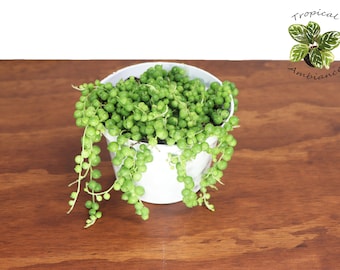 String of Pearls - 6" from Tropical Ambiance