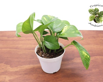 Golden Pothos (Epipremnum Aureum) - 4'' from Tropical Ambiance