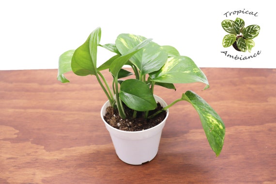 indoor plants spider plant Spider Plant With Self Watering Pot