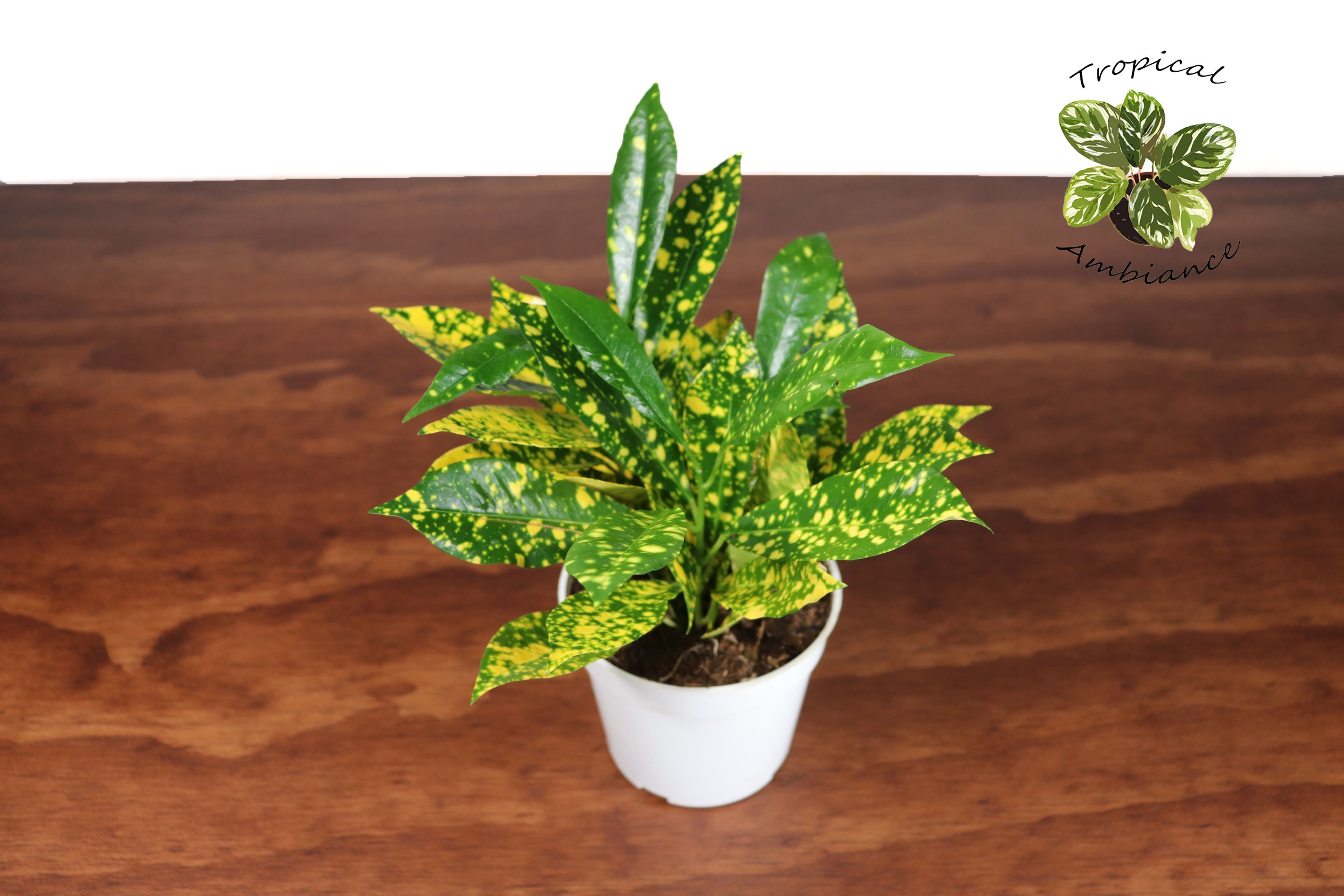 kann man rhododendron mit blaukorn düngen Rhododendron Dünger flüssig 500ml - 10 L
