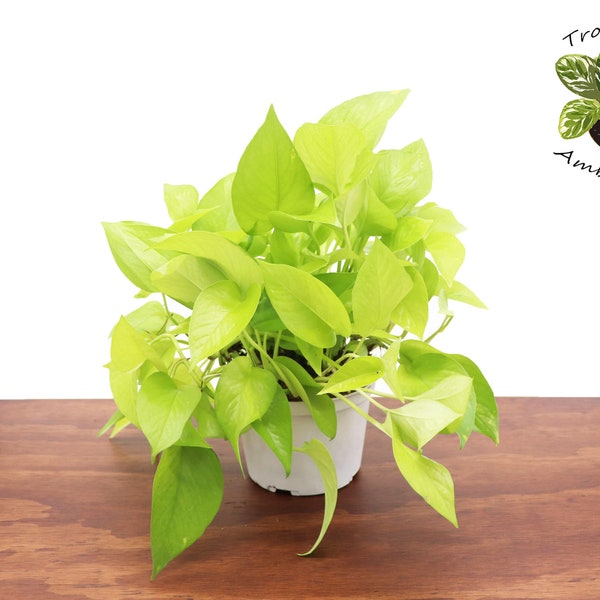 Neon Pothos - 6" from Tropical Ambiance