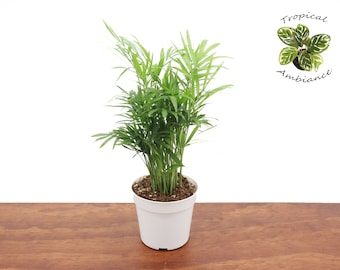 May include: A potted parlor palm plant with green leaves in a white pot. The plant is sitting on a wooden surface. The text "Tropical Ambiance" is written in black on a white background.