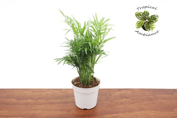 American Plant Exchange Victorian Parlor Palm Houseplant in 4 inch Pot, Chamaedorea Neanthe Bella, Deco Cover Included, Easy Care, Graceful Air