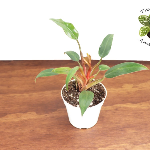 Philodendron Super Dwarf Red - 4'' from Tropical Ambiance