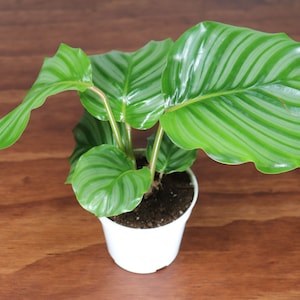 Calathea Orbifolia - 4&#39;&#39; from Tropical Ambiance