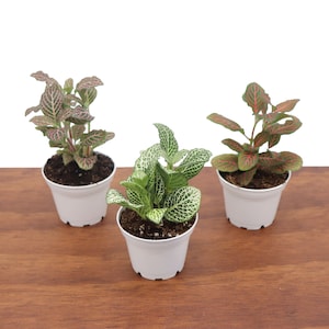 Fittonia Nerve plant sampler -2.5&quot; from Tropical Ambiance