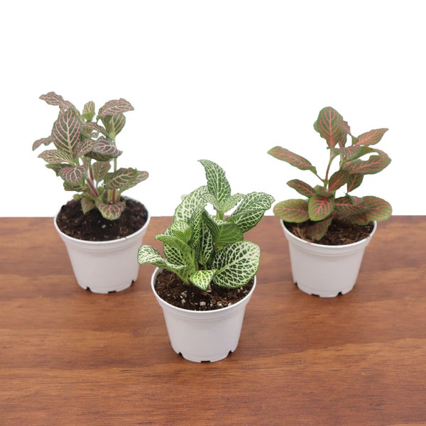 Fittonia Nerve plant sampler -2.5" from Tropical Ambiance