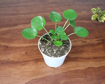 Chinese Money Plant -4'' from Tropical Ambiance