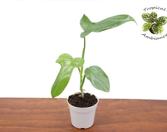 Philodendron Bipennifolium -4" from Tropical Ambiance