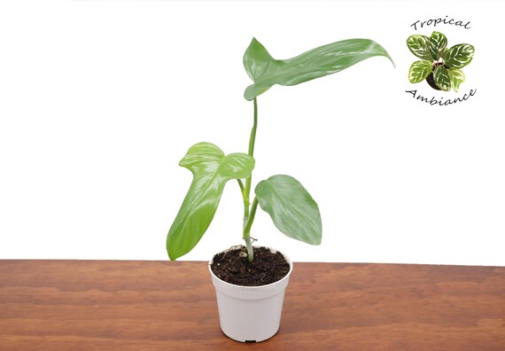 Philodendron Bipennifolium -4" From Tropical Ambiance - Etsy