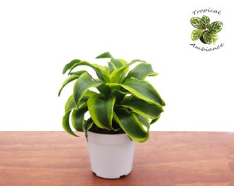 Dracaena Fragrans 'lindenii' - Corn Plant - Etsy