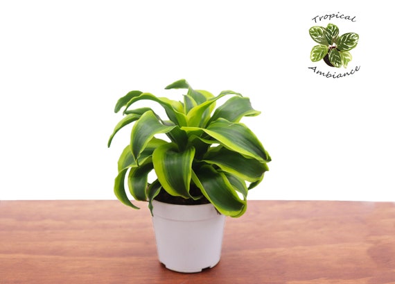 satin pothos varieties Pothos Print main image 1