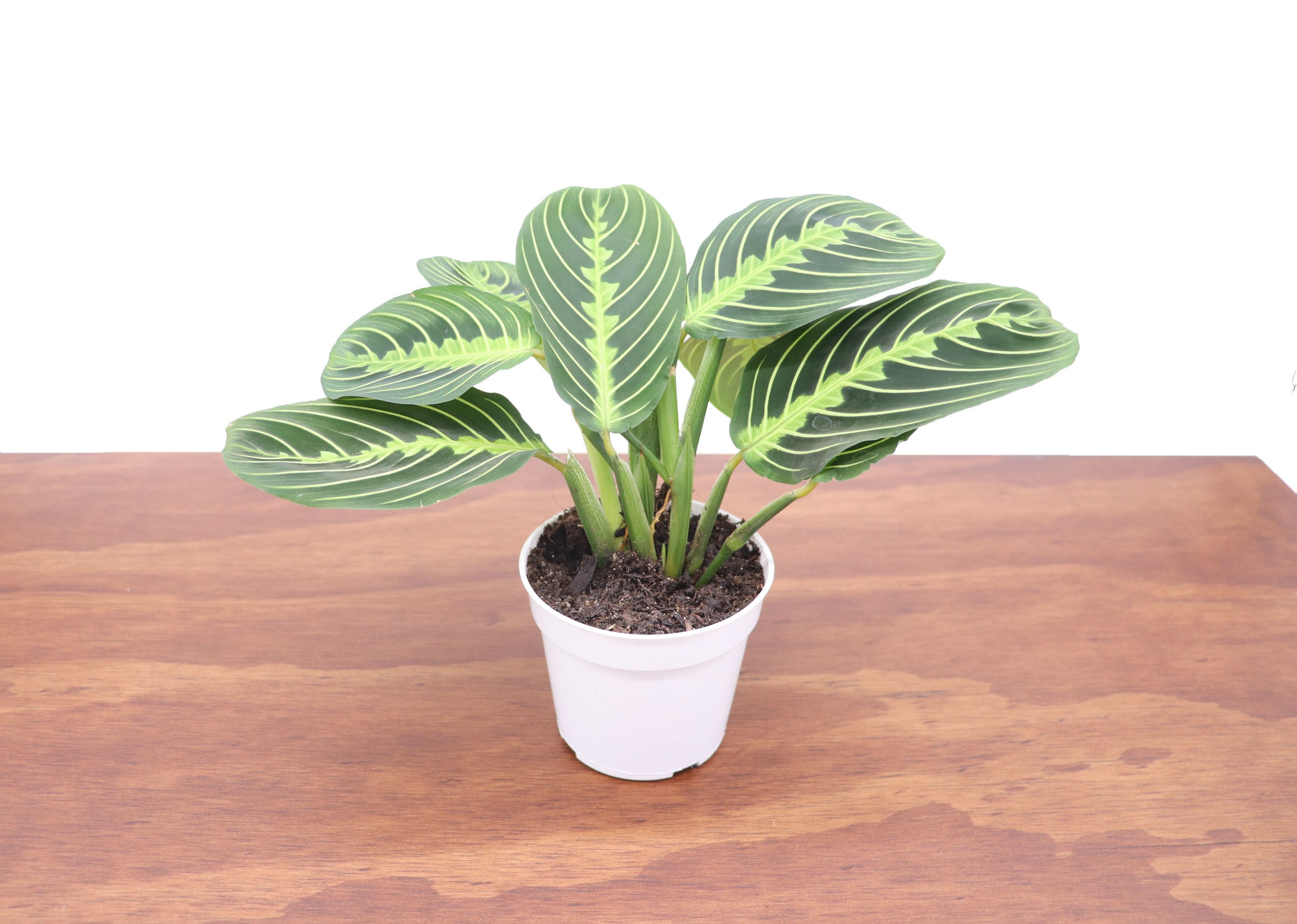 Lemon Lime Prayer Plant