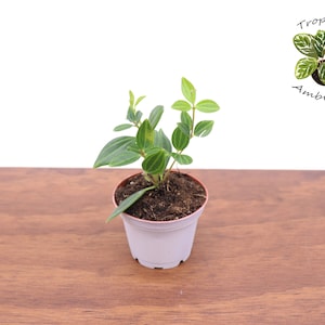 Beetle Peperomia - 2'' from Tropical Ambiance