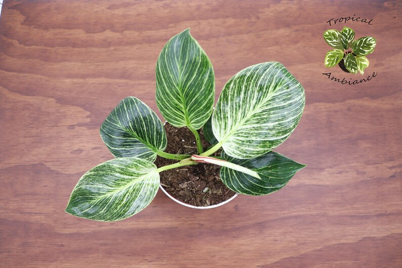 Philodendron Birkin Variegated