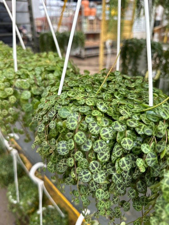 Variegated Raindrop Peperomia 'Verdant Flame' (Var. Peperomia