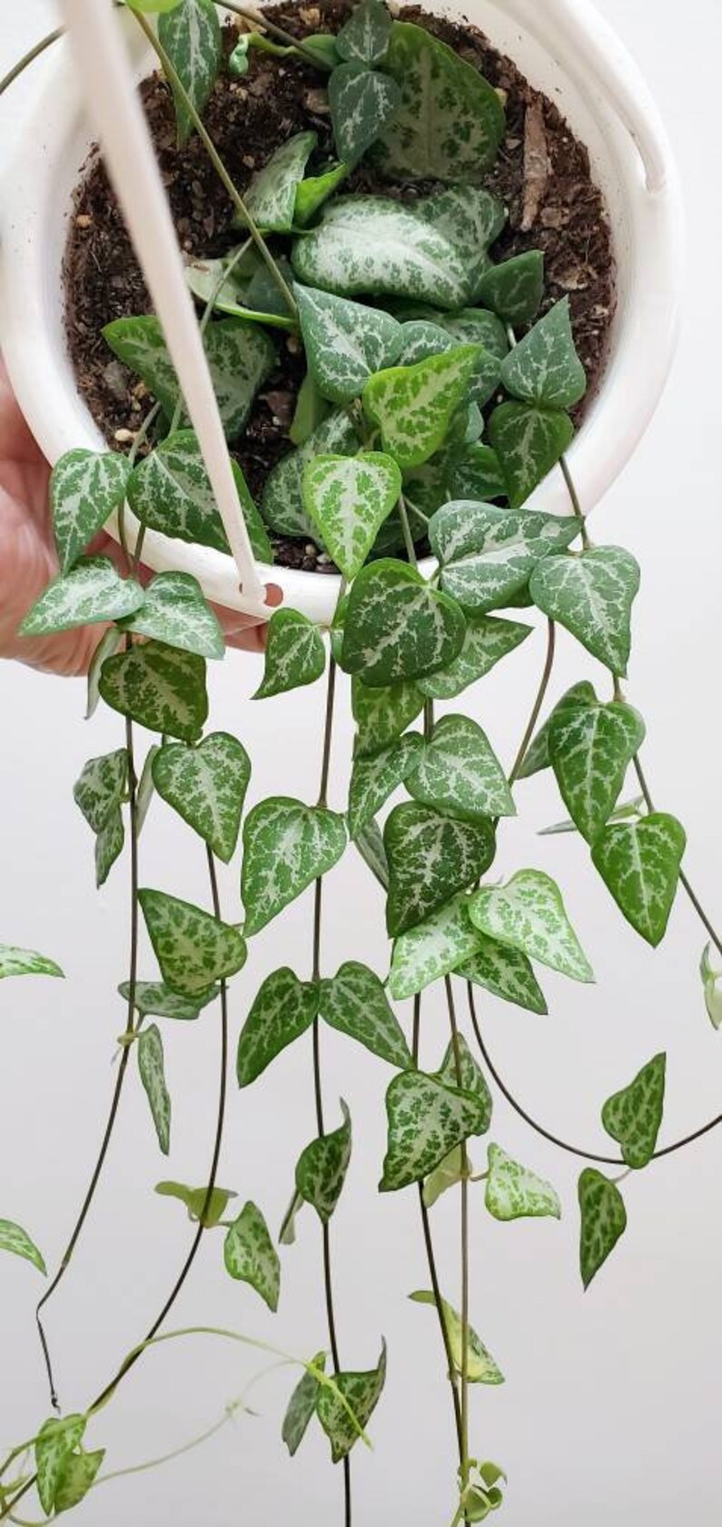 String of spades flowers mumugeo