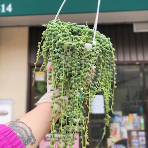 String of Pearls - 6 inch Basket - SALE 24.50 - SOP Plant - Drought Tolerant