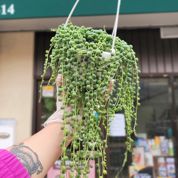 SALE! 21.50  String of Pearls - 6 inch Basket - SOP Plant - Drought Tolerant