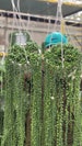 String Of Pearls - 6' Hanging Basket - SOP 