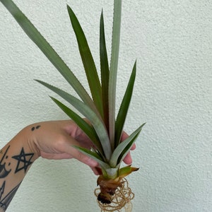 plant haworthia succulent Haworthia fasciata 'Zebra Plant'