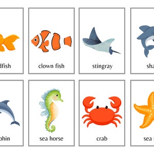 Sea Animal Flashcards (24) - Animal Flashcards - Sea Animals - Learning Flashcards