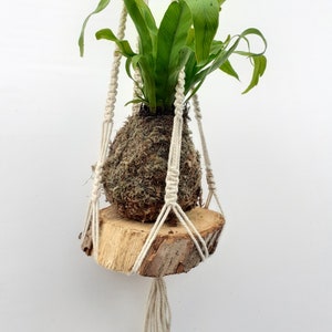 May include: A white macrame plant hanger with a wooden base and a green plant growing in a moss ball.