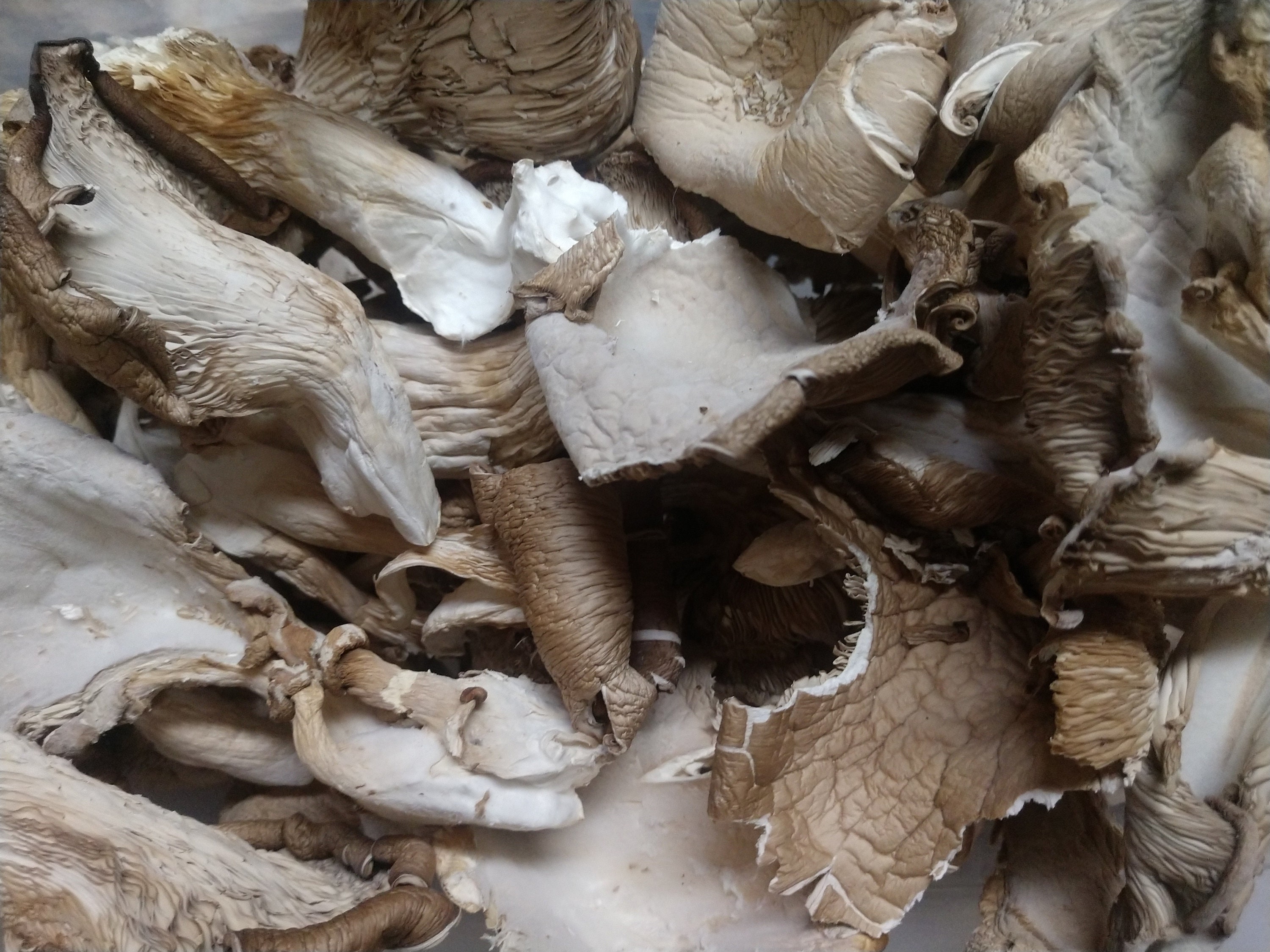 Dried Oyster Mushrooms Etsy