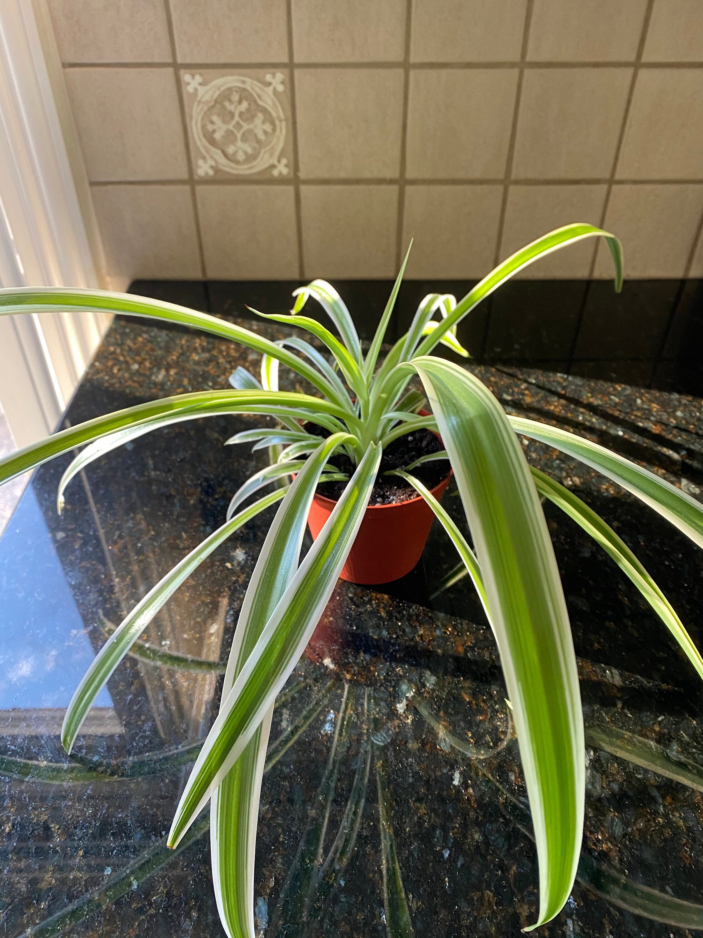 Spider Plant Cutting Variegated Chlorophytum Comosum Etsy