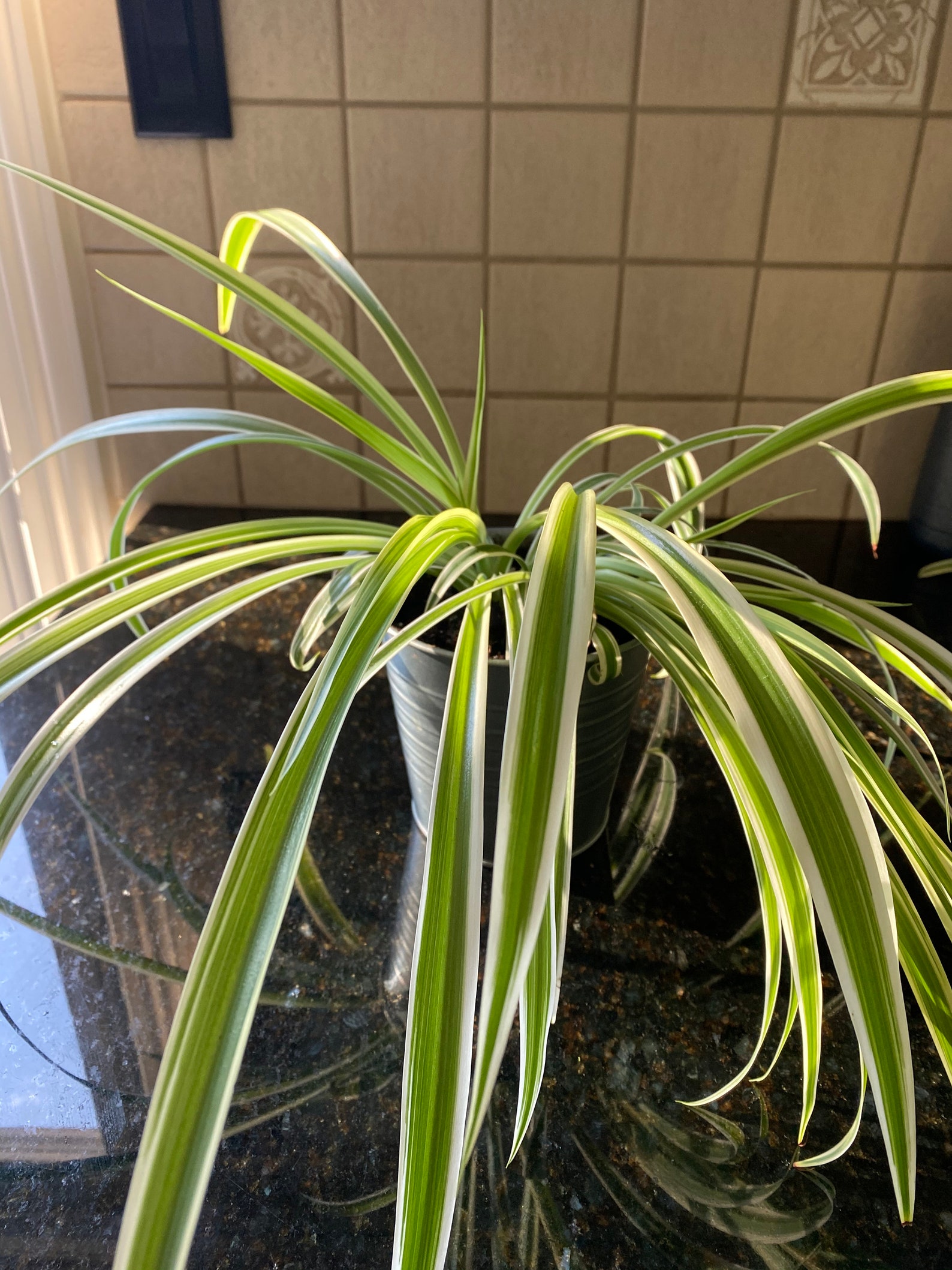 Spider Plant Cutting Variegated Chlorophytum Comosum Etsy