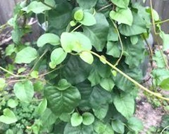 藤三七（4株）— Gynura Divaricata または「長寿ほうれん草」。