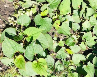 20 Fish Mint  鱼腥草 (Houttuynia cordataor)plants