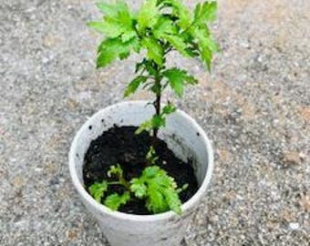 Chinese Ji Hua Nao Plant 菊花脑活根 – 多年生の菊の葉 – 根の部分 – 珍しいアジアの野菜 – 簡単な園芸植物