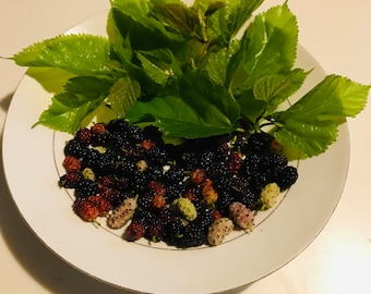 スイートブラックマルベリーの木