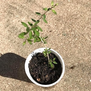 Goji berry plant