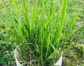 茭白（2つの小さな中国の焦白野菜の植物）