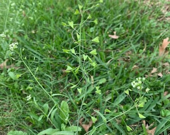 ナズナの種子 薺菜