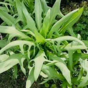 May include: A close-up of a green leafy plant with jagged edges. The plant has a tall, slender stem and is growing in a garden setting.