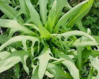 苦麦菜 苦麦キャベツの種（50粒）