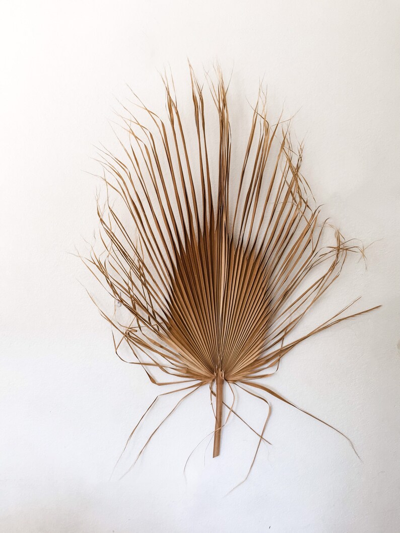 Extra Large Wild Palm Frond Dry Palm Frond Palm Springs Etsy