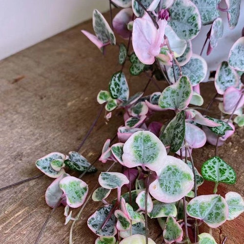 Variegated String of Hearts Etsy