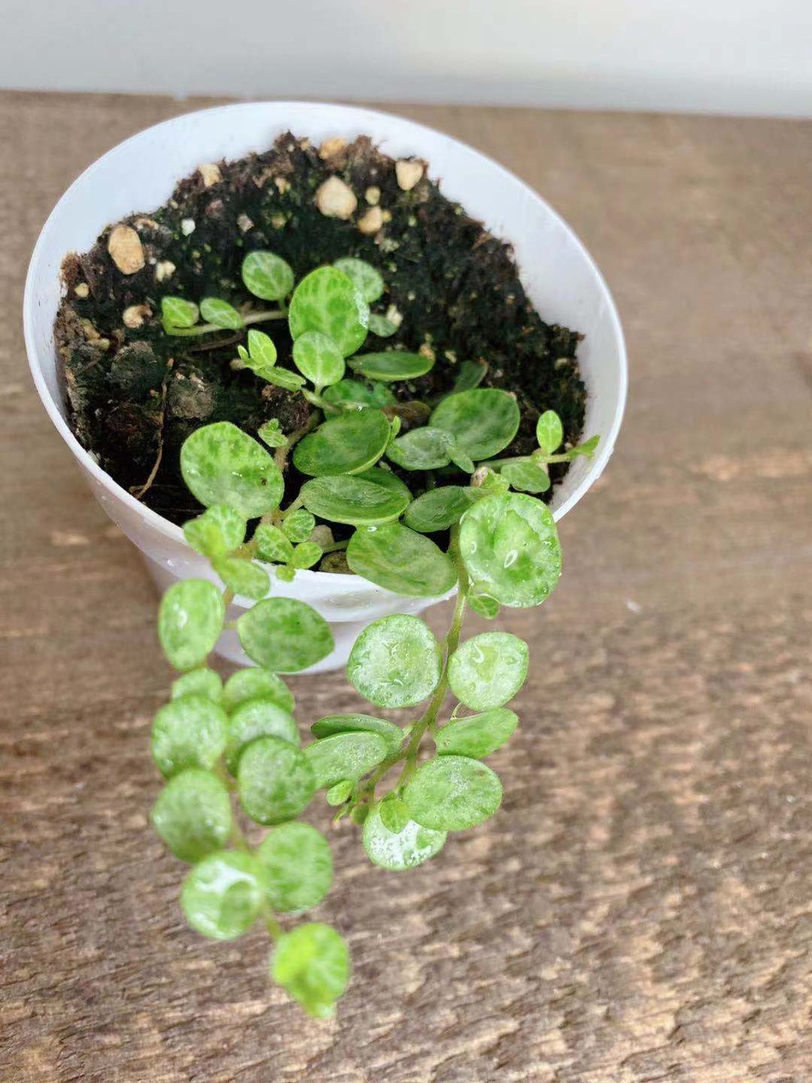 String of Turtles plant 3 Rooted Pot Peperomia Prostrata Etsy