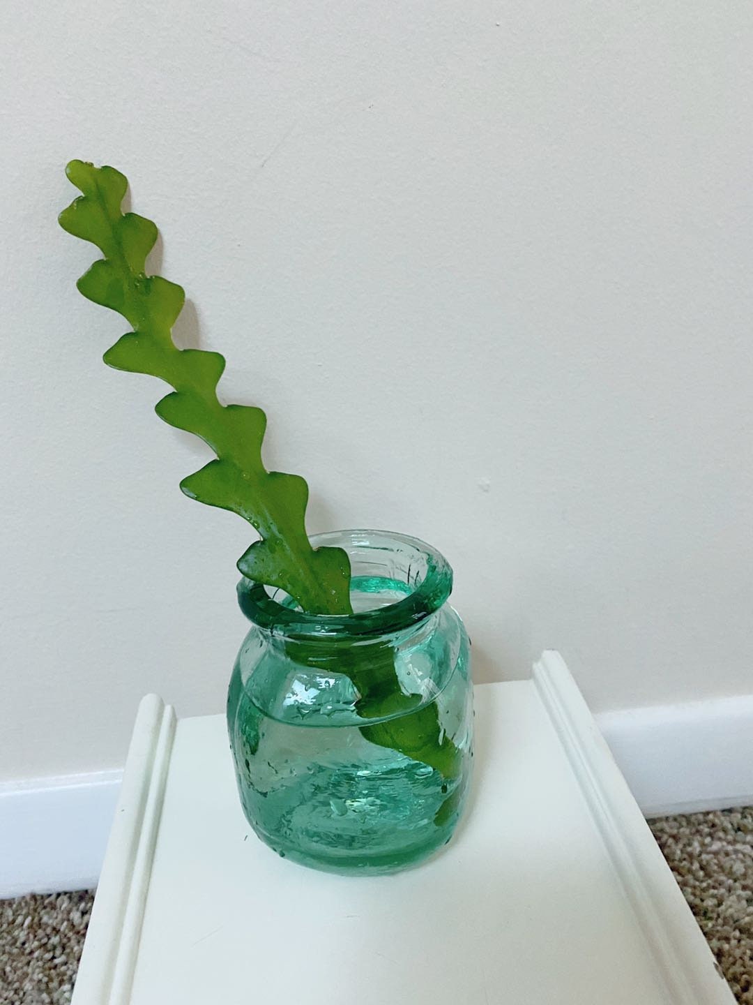 zigzag plant propagation zigzag plant propagation