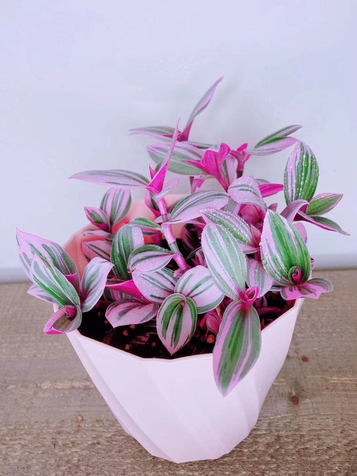 Tradescantia Nanouk Rooted Starter Plant or cuttingNanouk Etsy