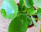 Pilea peperomioides Plant 2.5 quot or 4 quot Pot The Coin Plant Chinese Money Plant UFO plant Live plant