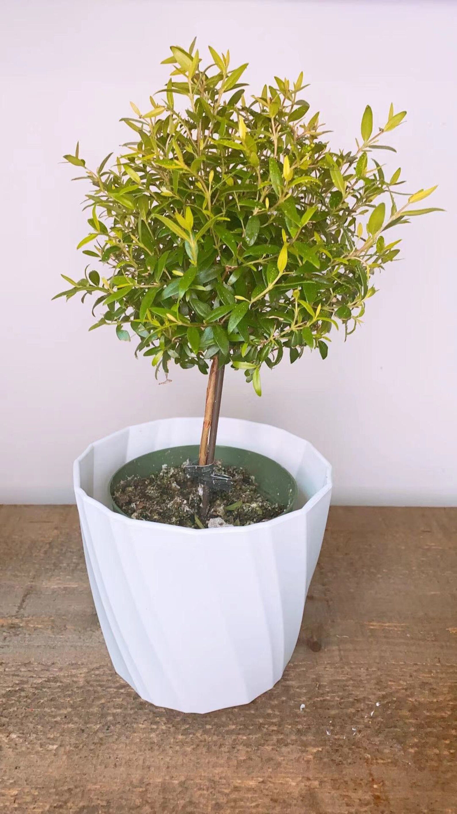 Myrtle topiary Plant Live Plant 4 POT Very RARE Plant Etsy